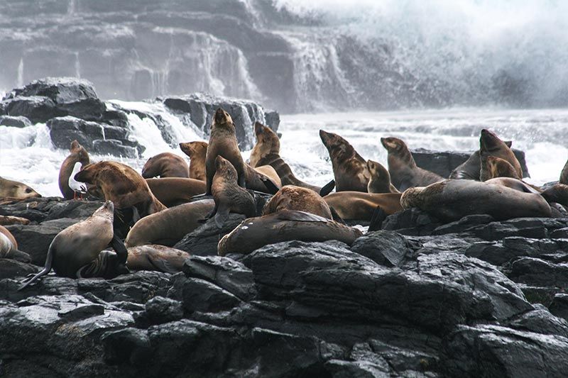 Spot Fur Seal Pups at Phillip Island, Victoria