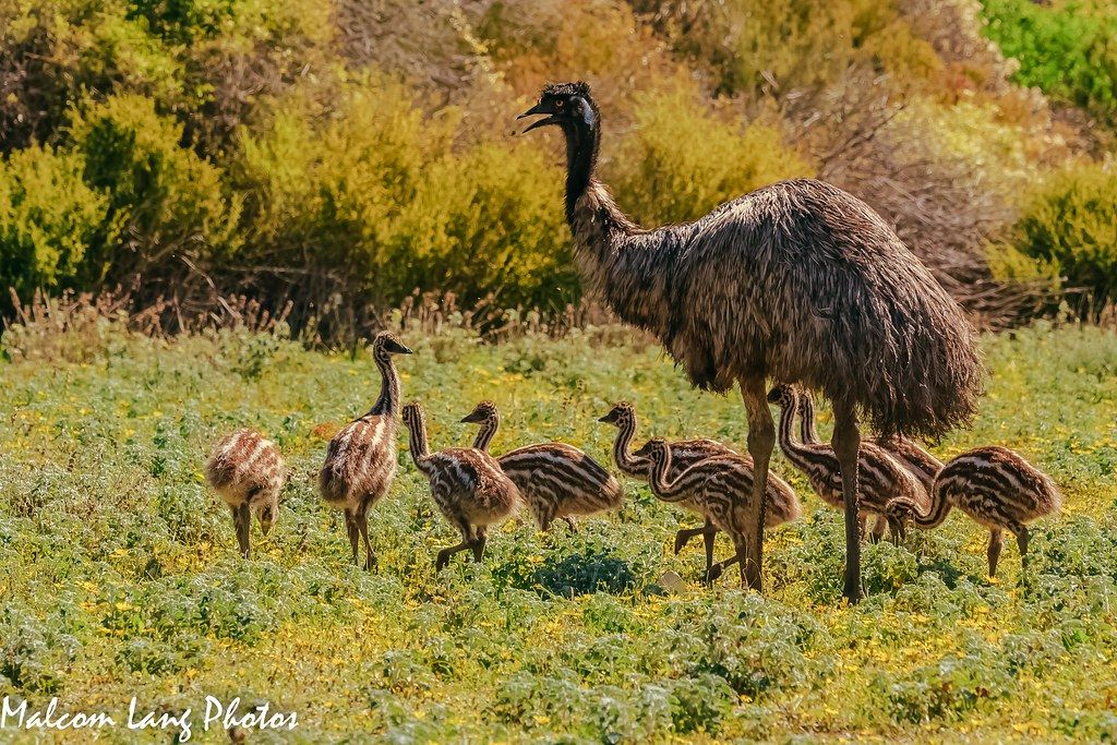 See Emu Chicks on the Eyre Peninsula, South Australia