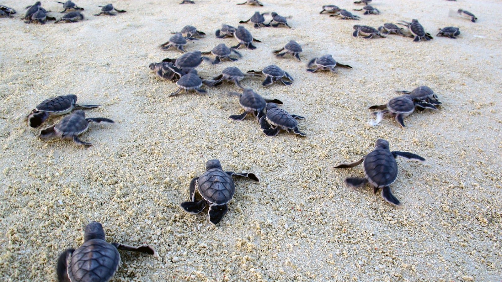 Witness Turtle Hatchlings at Mon Repos, Queensland