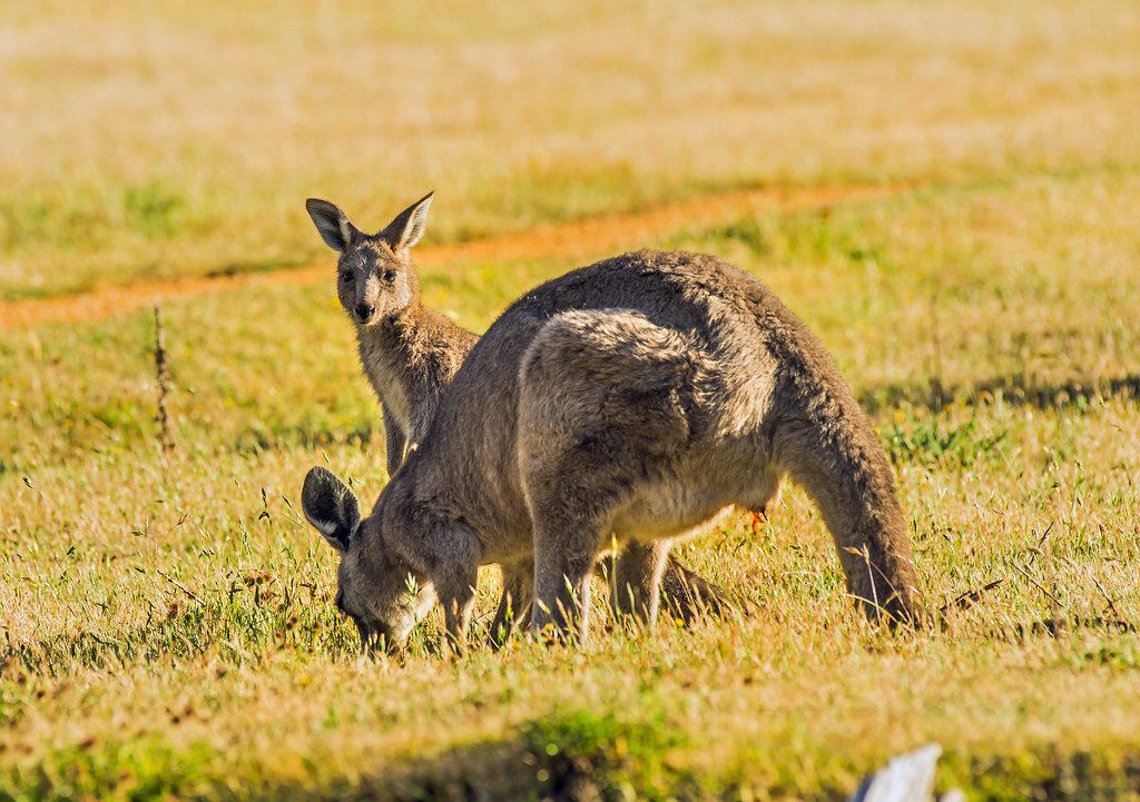 Meet Kangaroo Joeys in the Grampians, Victoria