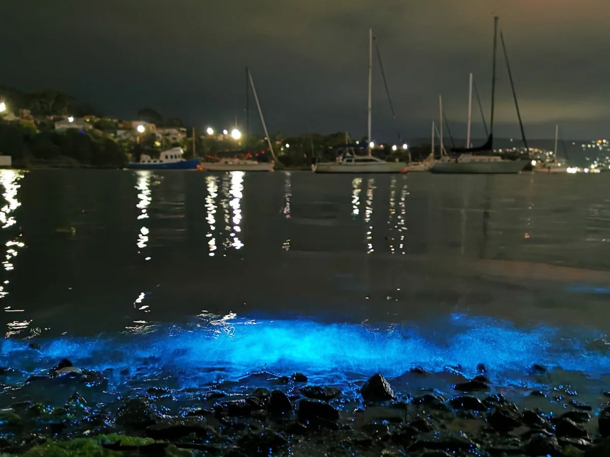 Bioluminescent Beaches, Tasmania