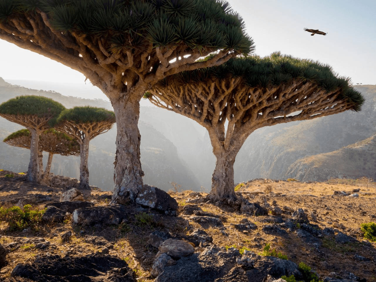 Socotra, Yemen