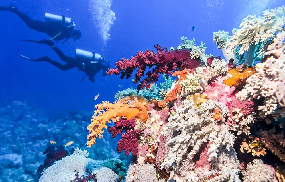 Top Caribbean Destinations for AI Travel-Enhanced Diving