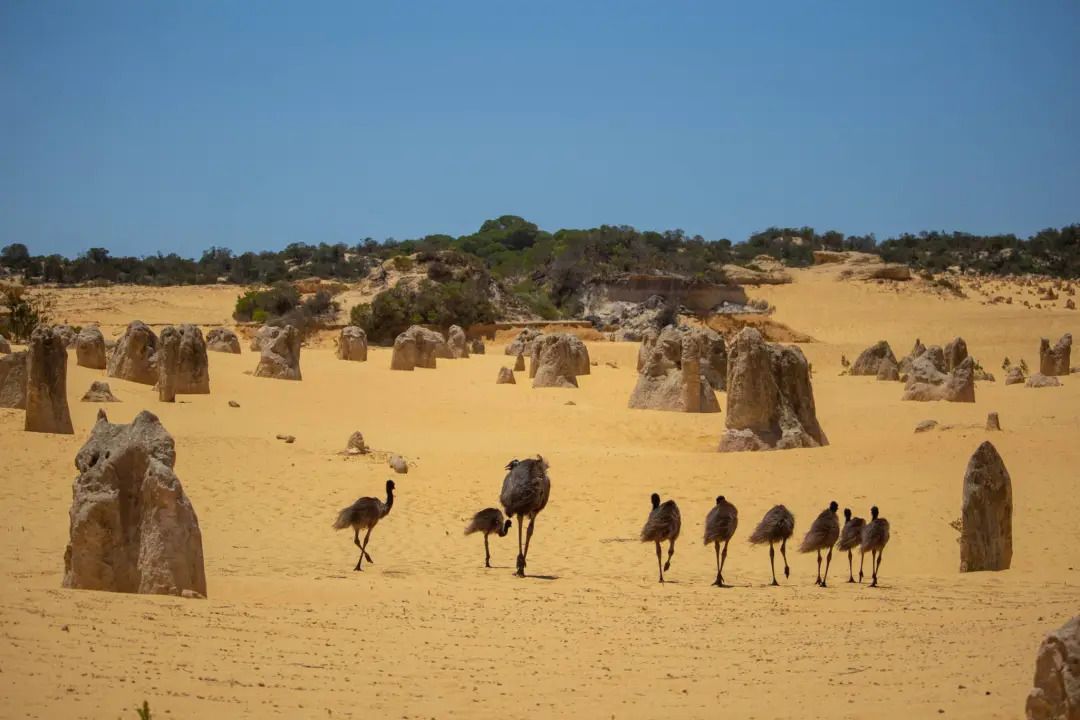 Wildlife Among The Stones: Nature In The Pinnacles Desert