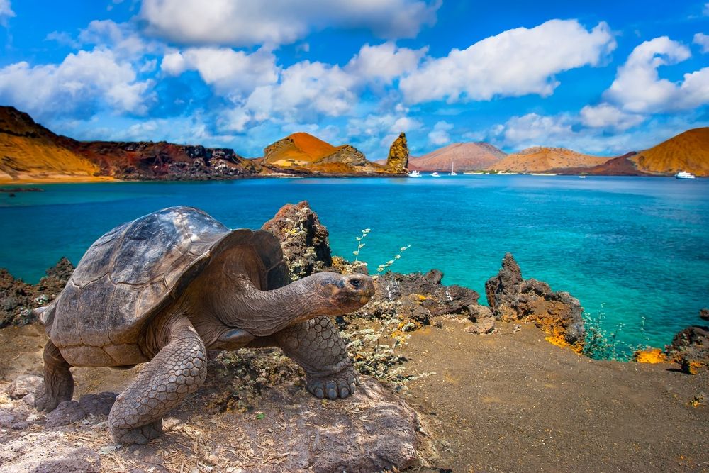 Discover the Wonders of the Galapagos