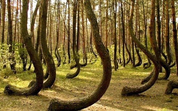 Hoia Forest