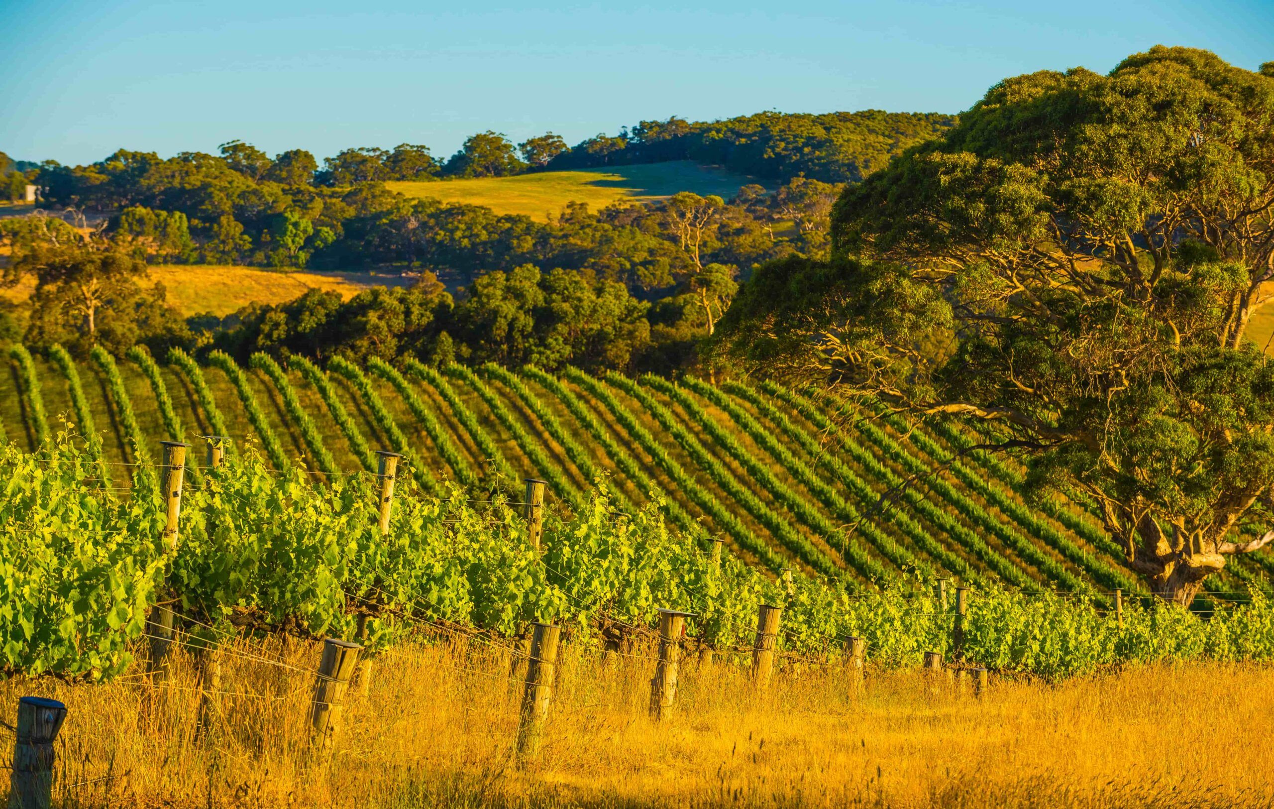 Why You Should Visit The Adelaide Hills Wine Region