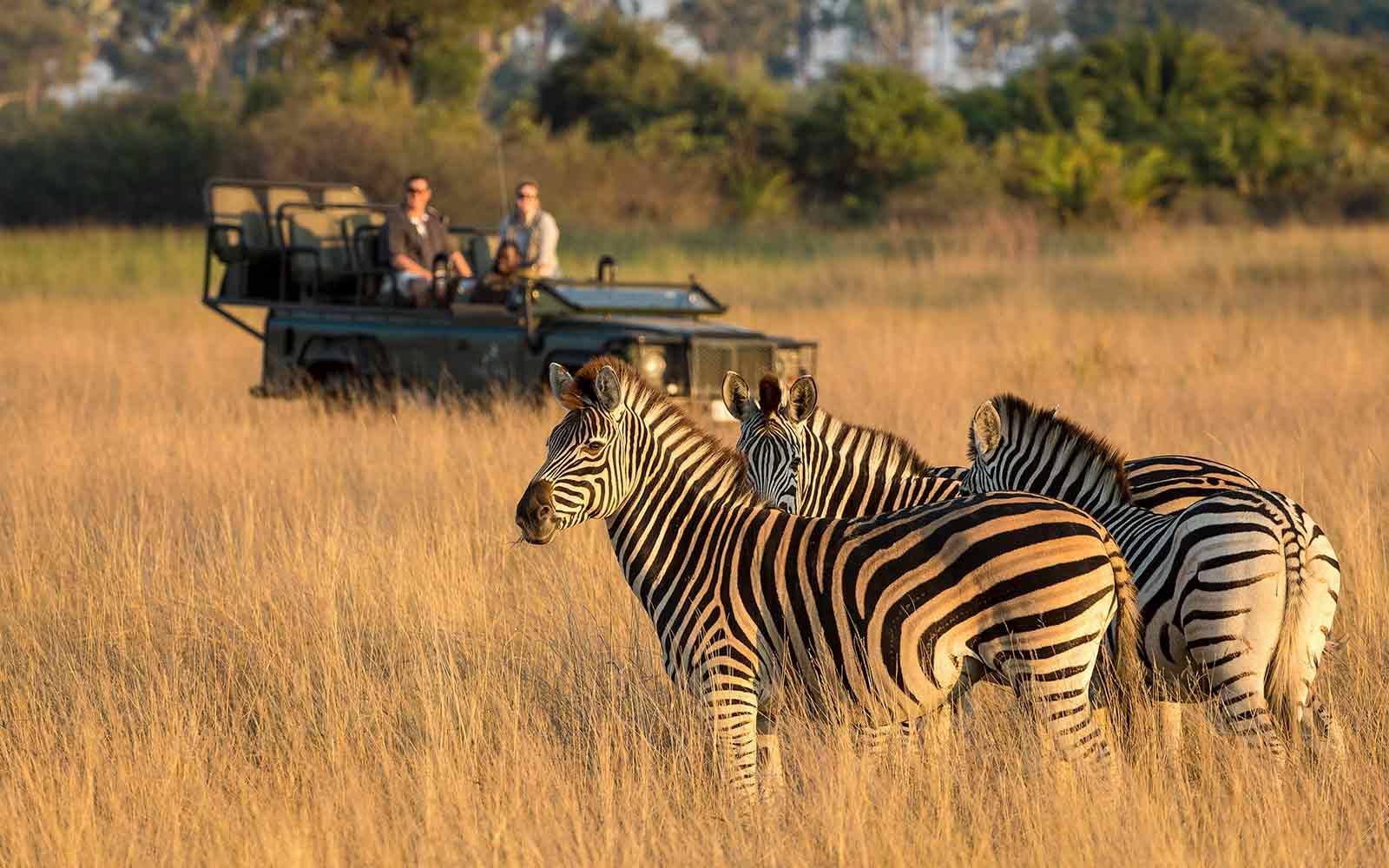 Best Safari Adventures In the World