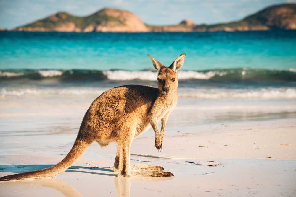 AI Travel Guide to Discover Australia’s Summer Wildlife