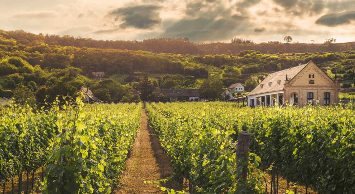 Book Your Wine Country Escape in California with AI Travel
