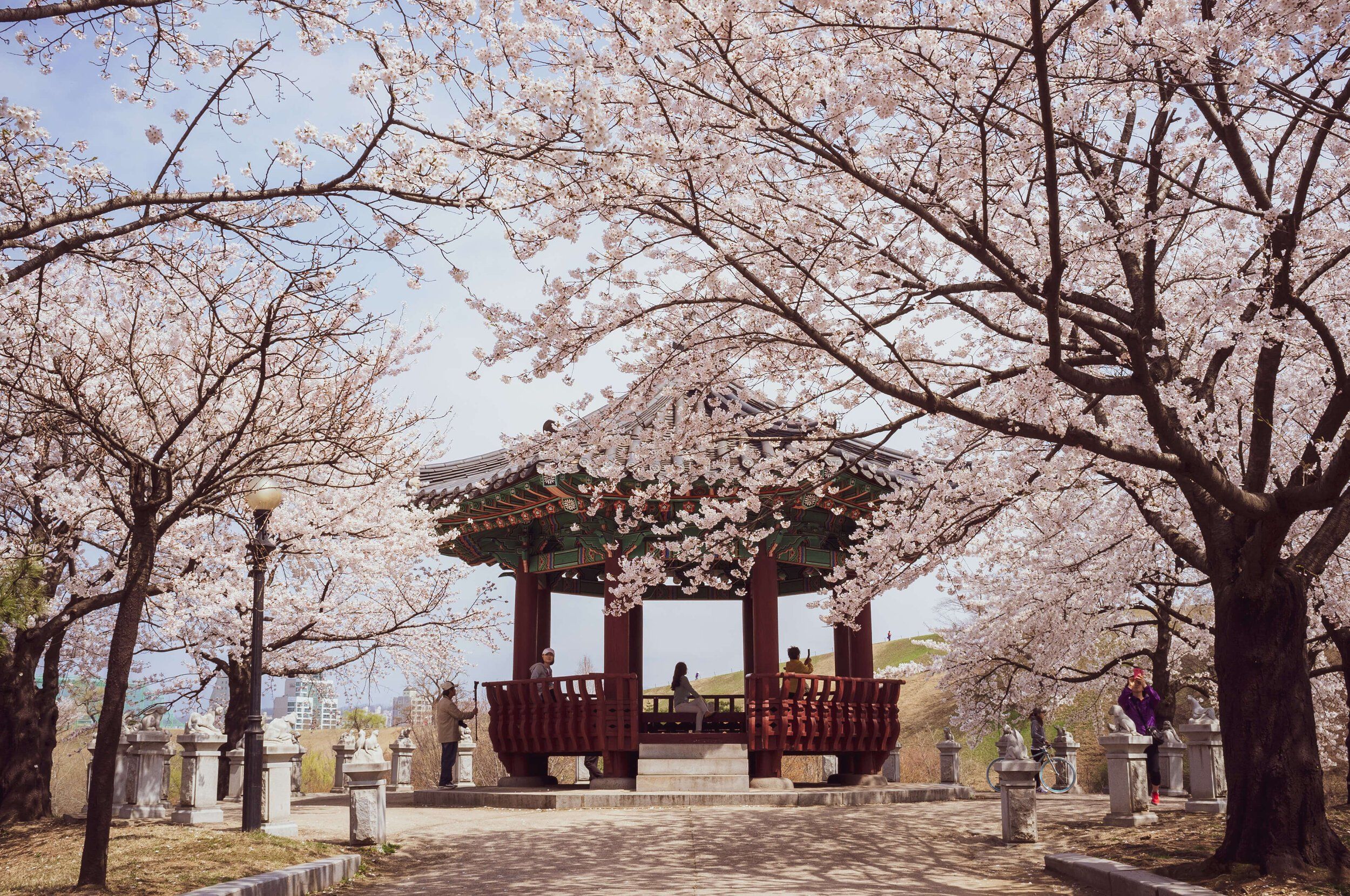 Plan a Cherry Blossom Escape to South Korea with AI Travel