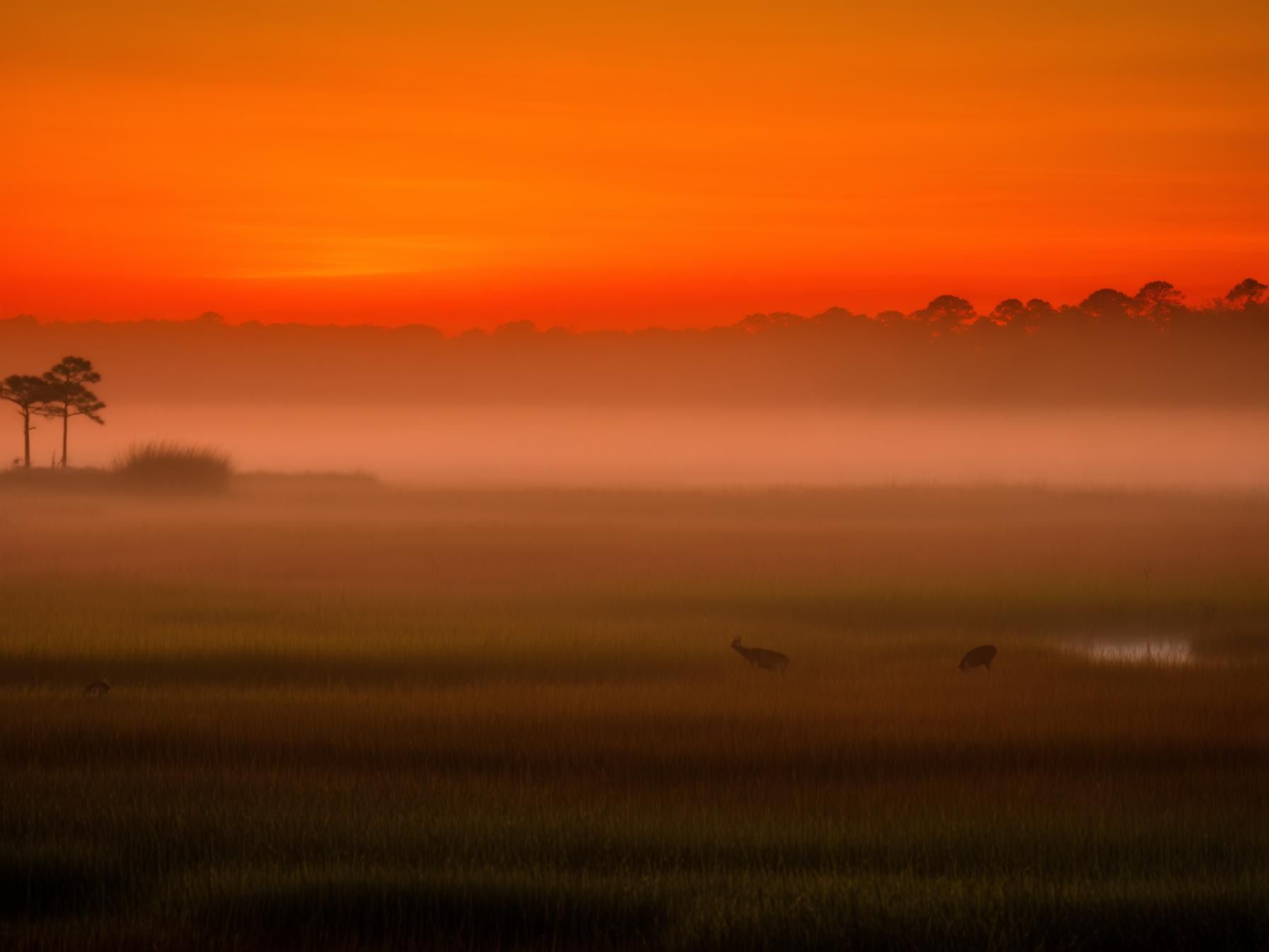 Exploring Chincoteague National Wildlife Refuge Tips for Nature Lovers