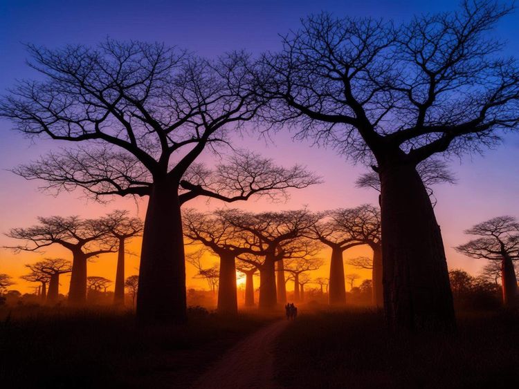 Exploring Avenue of the Baobabs Tips for Visiting Morondavas Iconic Landmark