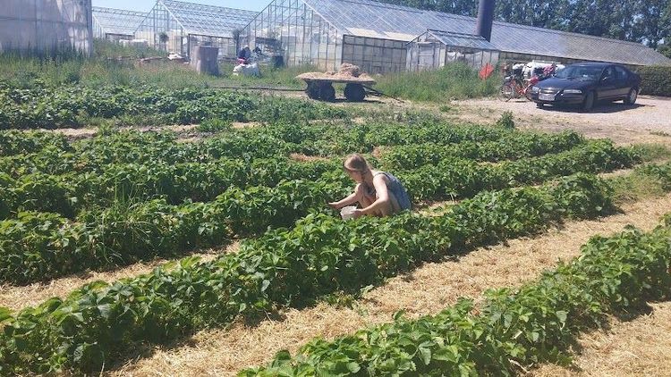 Cottage Farm Bed & Breakfast - Dragør - Denmark