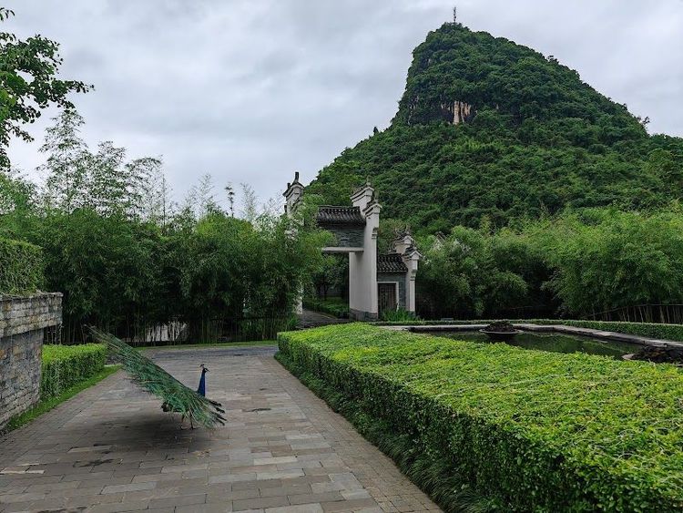 Banyan Tree Yangshuo