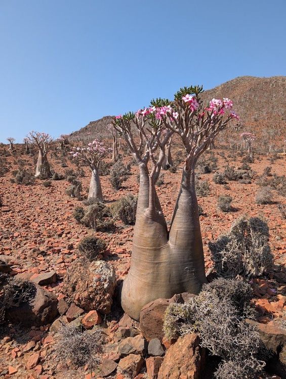 Socotra Eco-Tourism Camp