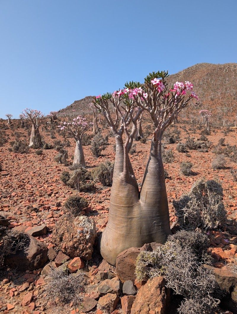 Socotra Eco-Tourism Camp