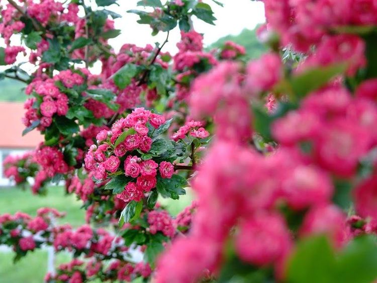 Kaláris Vendégház - Hollókő - Hungary