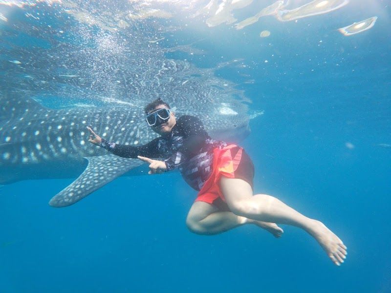 Swim with Whale Sharks in Oslob
