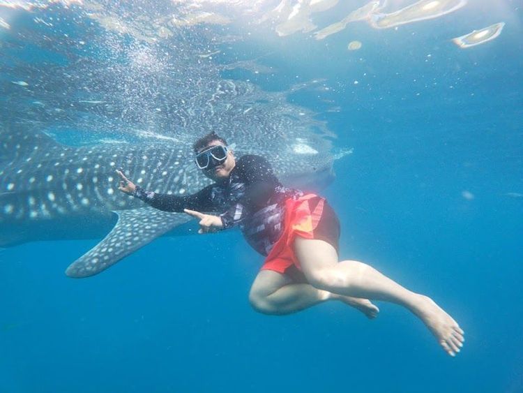 Swim with Whale Sharks in Oslob - Oslob - Philippines