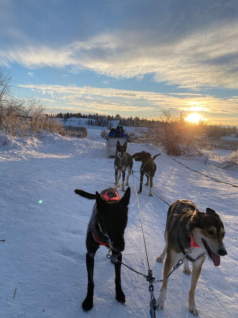 Dog Sledding Adventures