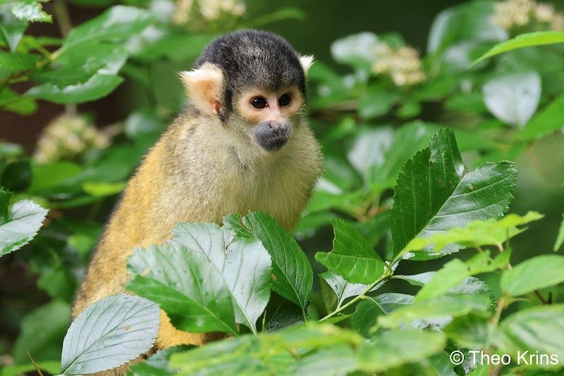Apenheul Primate Park