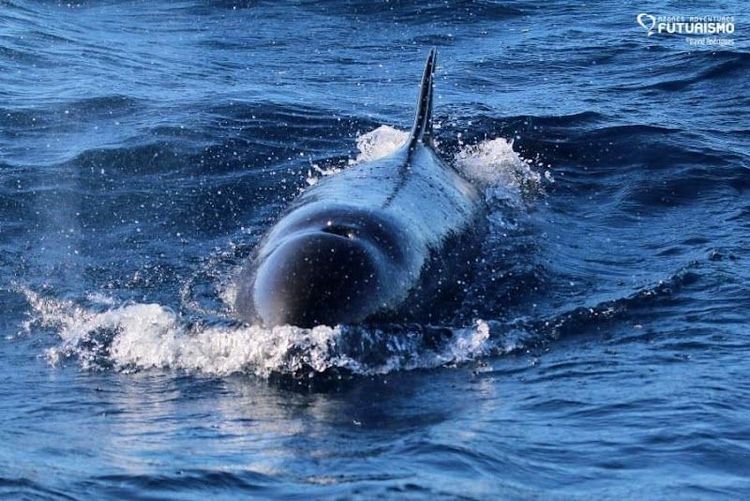 Whale Watching Tour - Ponta Delgada - Portugal