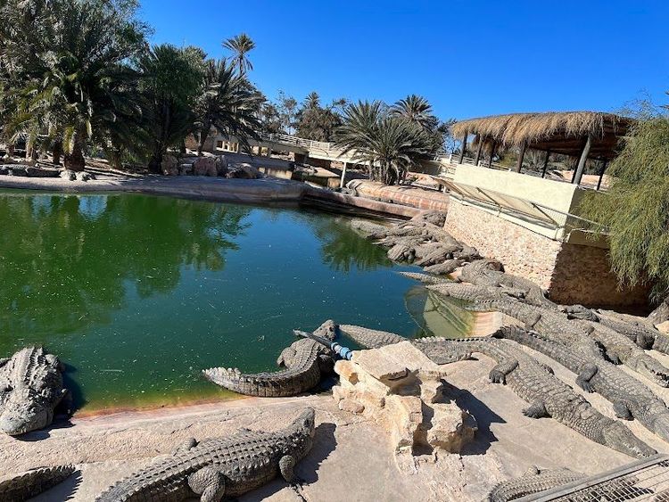Visit Djerba Explore Park and Crocodile Farm - Djerba Midoun - Tunisia