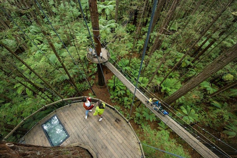 Redwoods Treewalk Rotorua