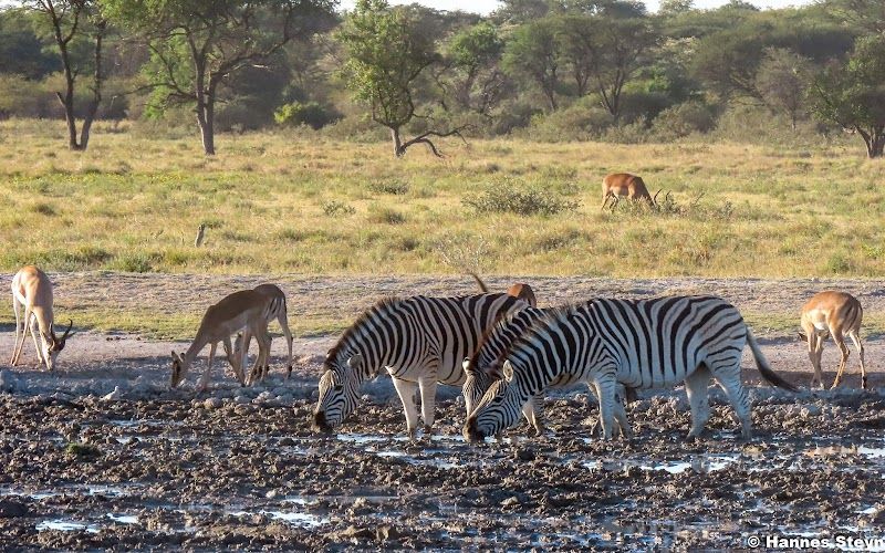 Khama Rhino Sanctuary