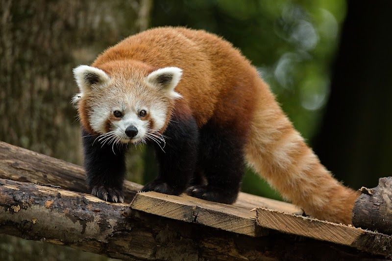 Zoological and Botanical Park of Mulhouse