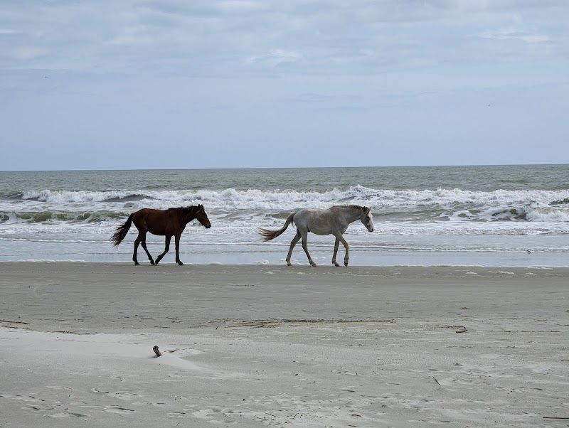 Assateague Island and Beach
