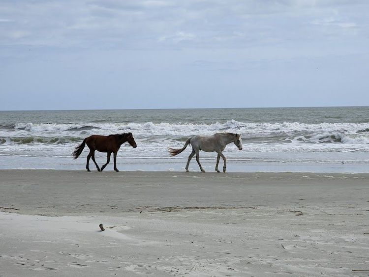 Assateague Island and Beach - Chincoteague - United States