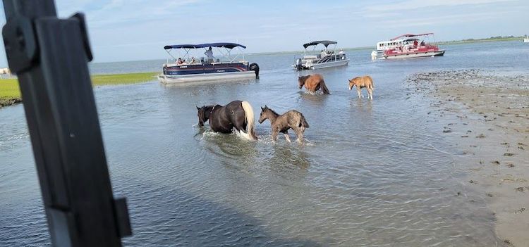 Pony Watching and Boat Tours - Chincoteague - United States