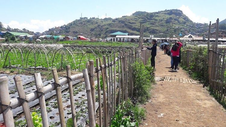 Explore La Trinidad Strawberry Farm - La Trinidad - Philippines