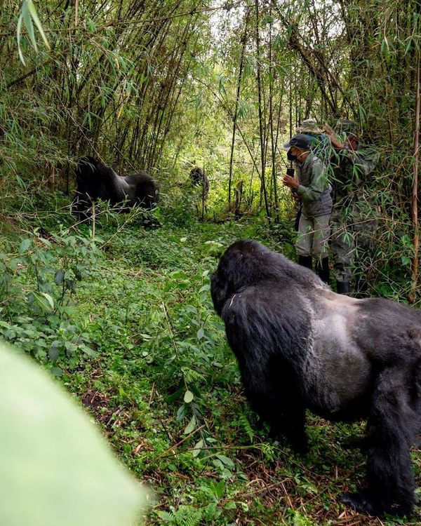 Gorilla Trekking in Volcanoes National Park