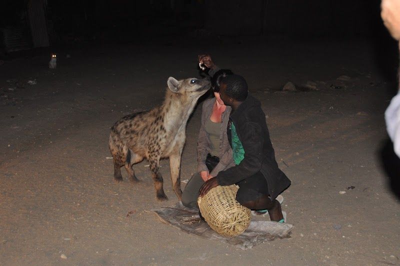 Feeding Hyenas at the Hyena Man Show