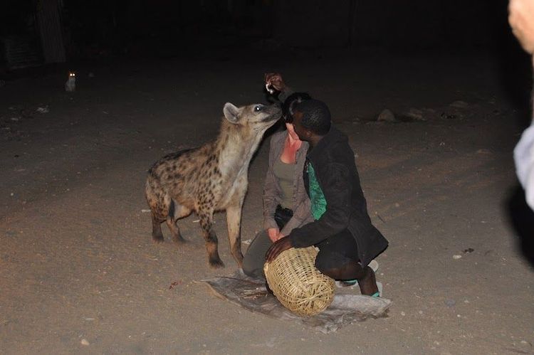 Feeding Hyenas at the Hyena Man Show - Harar - Ethiopia