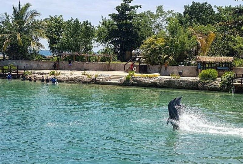 Dolphin Cove Negril