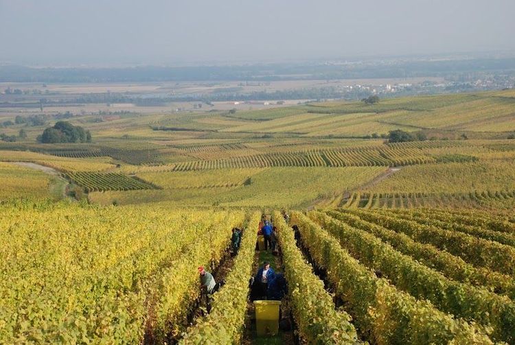 Enjoy Wine Tasting at Local Alsatian Vineyards - Eguisheim - France