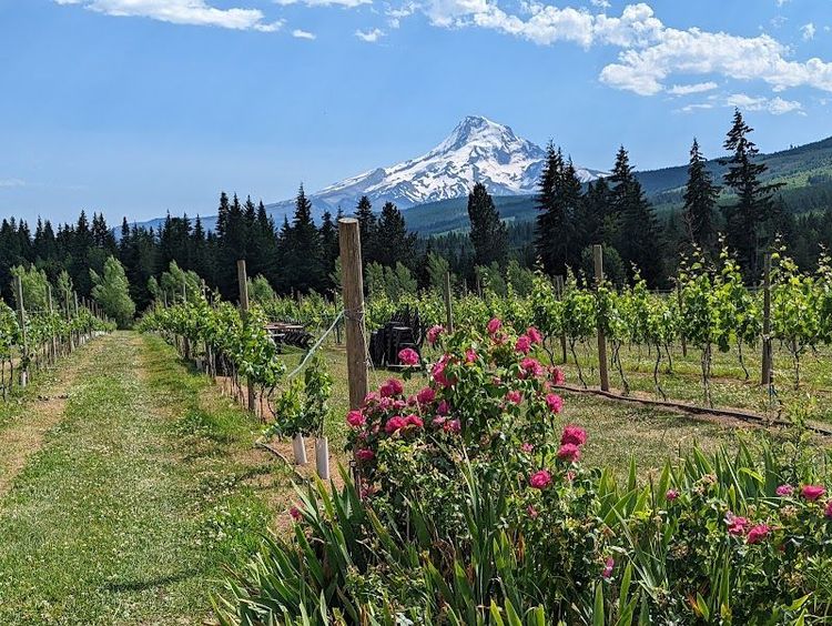 Exploring the Fruit Loop Local Orchards and Wineries - Hood River - United States
