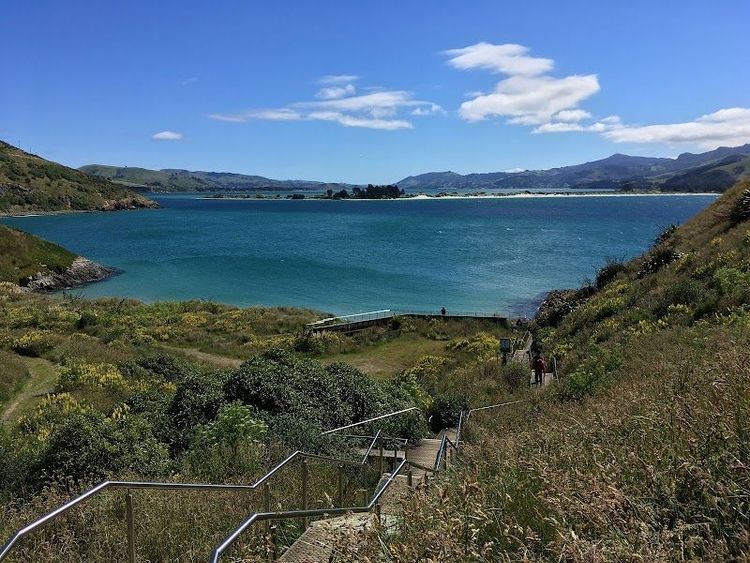 Visit the Royal Albatross Centre at Taiaroa Head - Harington Point - New Zealand
