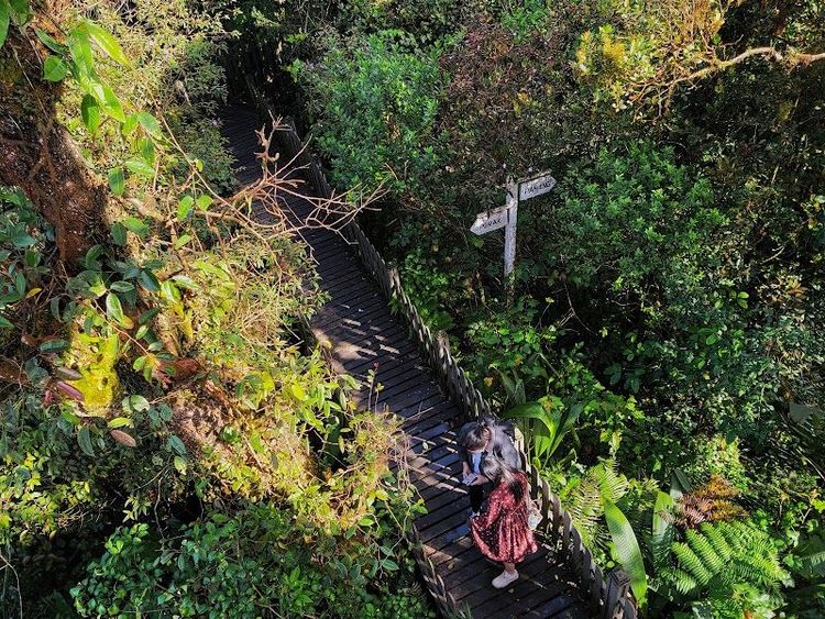 Explore the Mossy Forest - Brinchang - Malaysia