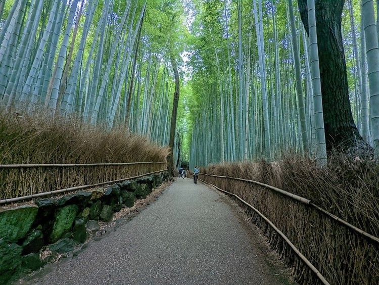 Arashiyama Bamboo Grove - Kyoto - Japan