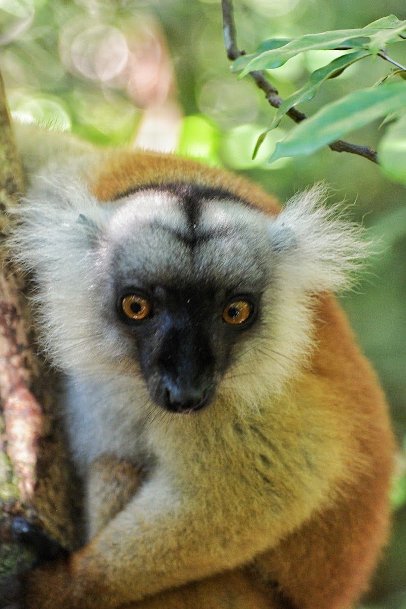 Visit Lokobe National Park