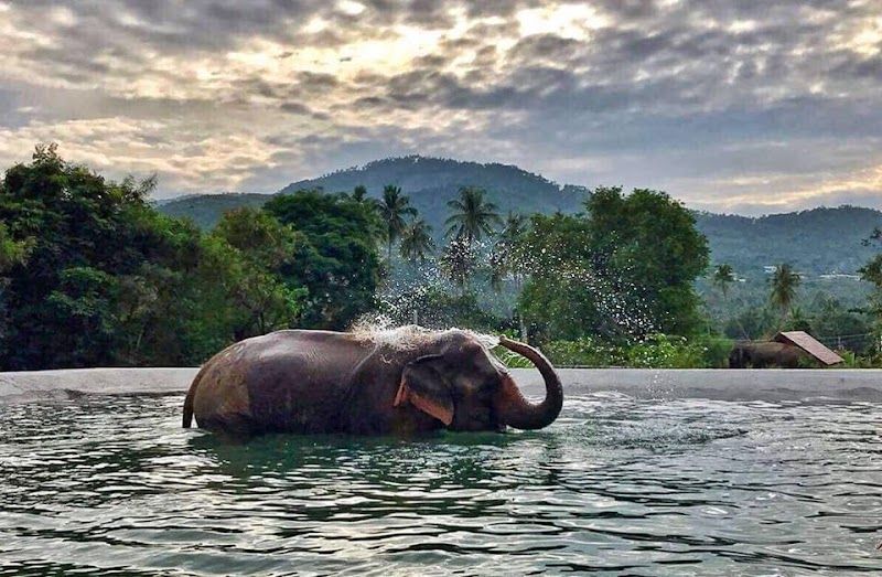 Samui Elephant Sanctuary