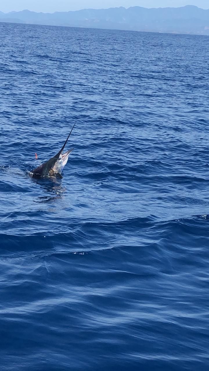 Go sport fishing in Zihuatanejo Bay