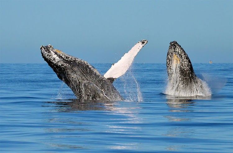 Whale Watching Tour (seasonal) - Cabo San Lucas - Mexico