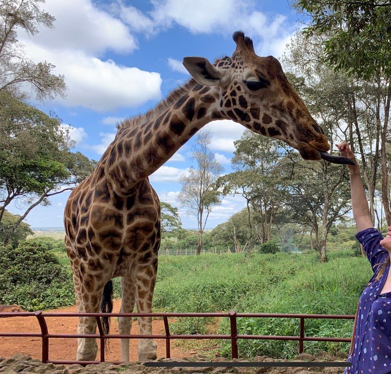 Feed giraffes at Giraffe Centre