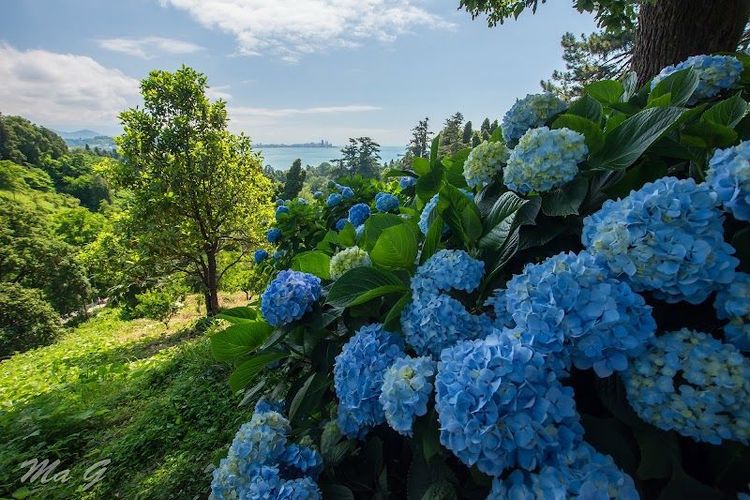 Explore the Batumi Botanical Garden - Batumi - Georgia